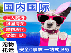 青岛空运代理国际宠物托运 【国